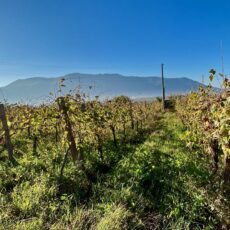 wine trekking a Guardia Sanframondi