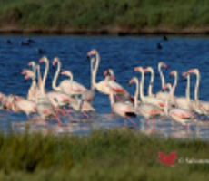 17 marzo – Oasi Laguna del Re e Salina di Margherita di Savoia