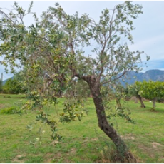 19 ottobre – Da Massa di Faicchio a San Lorenzello